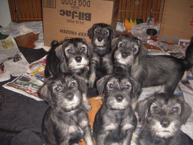 puppies